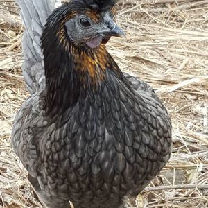 Meet your Posher, Retha